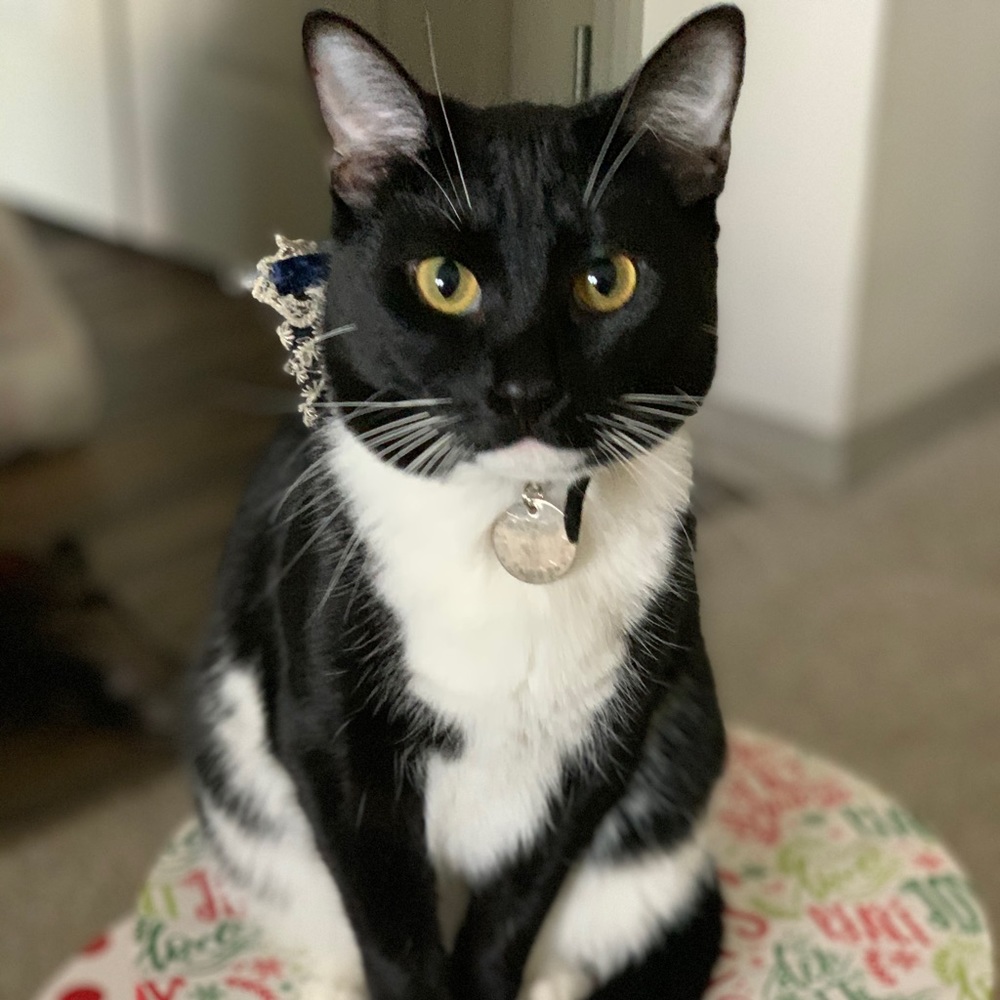 Meet your Posher, Leia